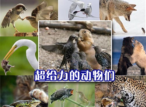 优胜劣汰、弱肉强食，自然法则下，一切都显得合情合理