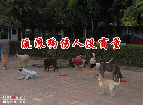 敦化路一小区的居民被流浪狗折腾得不轻