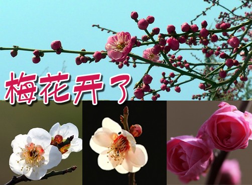 姹紫嫣红春天里 踏青赏梅正当时
