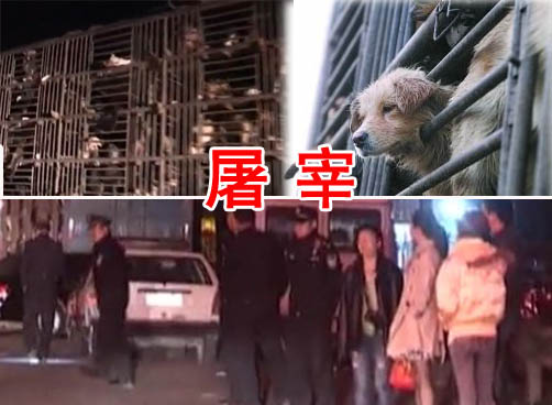 货车装500多只狗拟送长春屠宰 志愿者高速路拦截
