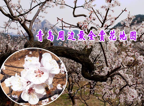 樱花桃花和杏花  打造青岛周边最全的赏花地图