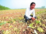商务部紧急部署企业采购滞销菜