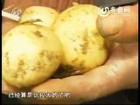翻新土豆现岛城 先抛光再用硫磺熏