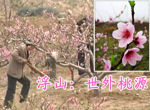 桃花盛开，浮山成世外桃源
