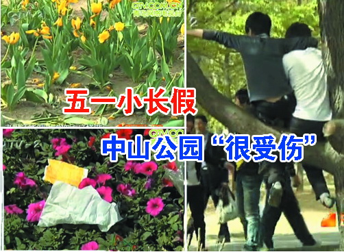 攀爬树木、采摘花朵，中山公园“遭劫”