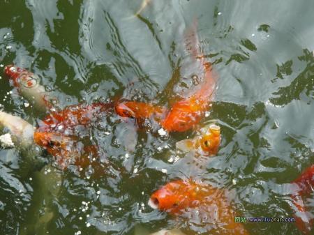 青岛一池塘万条鱼离奇死亡 水质未受污染