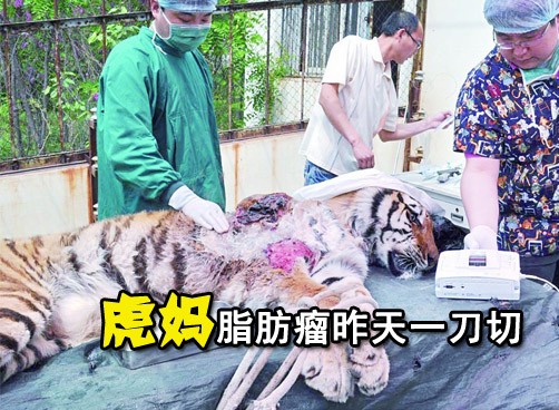 9岁虎妈长脂肪瘤 手术成功有望下月康复
