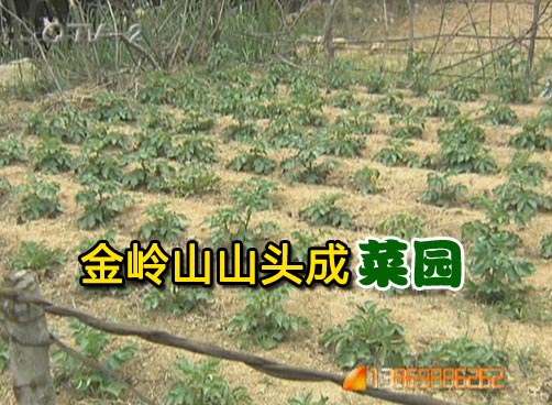 山头遍布菜园 老人开地播种不亦乐乎