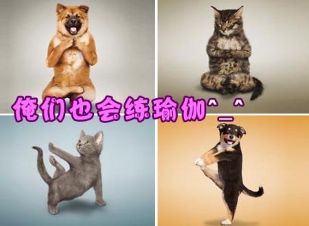 宠物摄影：超可爱猫狗瑜伽，绝没有PS哟！
