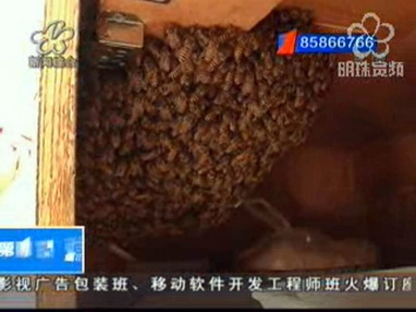 数千蜜蜂为何飞来我家厨房？