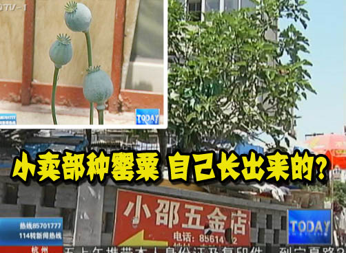 全能小卖部：种菜卖活鸡 连罂粟都有