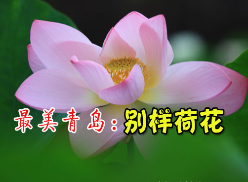 《最美青岛》拍客大赛作品 映日荷花别样红