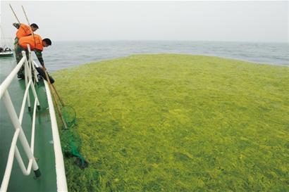 青岛大公岛已发现浒苔 面积足有篮球场大