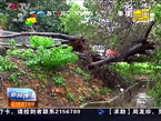 暴雨浇倒大树 道路通行受阻