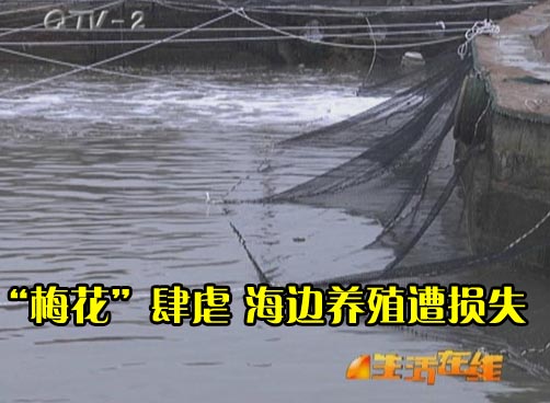 开发区海边养殖户海参、鲍鱼损失不可估计