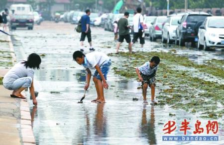 “梅花”过后 大量海带被卷上马路
