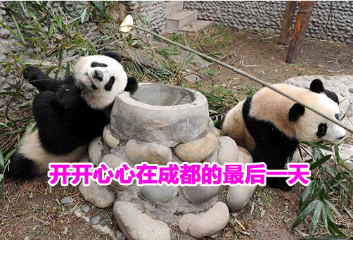 赴澳大熊猫体检结果正常  按手印留念