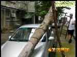 大雨突至 大树侧倒击中民宅