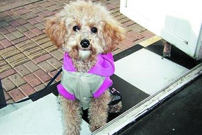 月内多条名贵犬离奇失踪 职业偷狗队再现